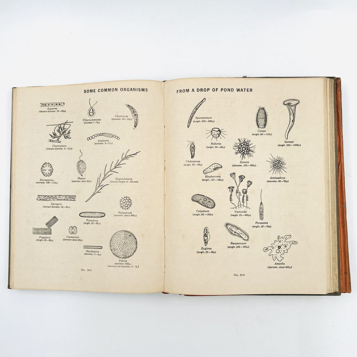 BIOLOGY: AN INQUIRY INTO LIFE (2 Volume Set) image 21