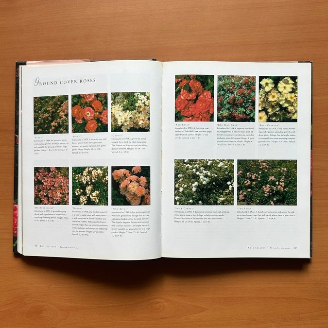 The Ultimate Rose Book  -  Peter McHoy image 8