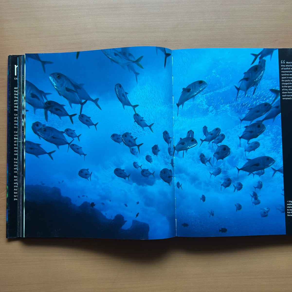 Reef: Exploring the Underwater World image 10