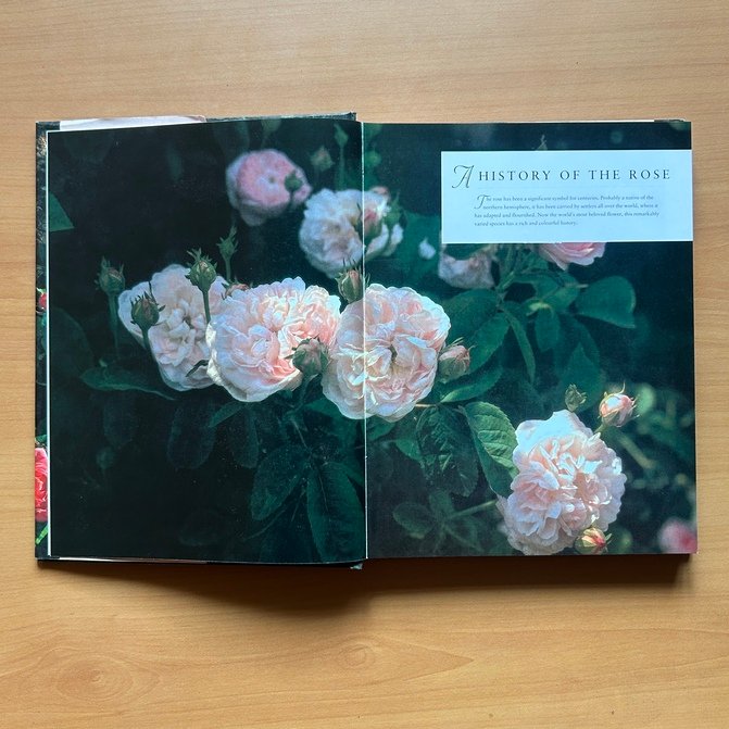 The Ultimate Rose Book  -  Peter McHoy image 3