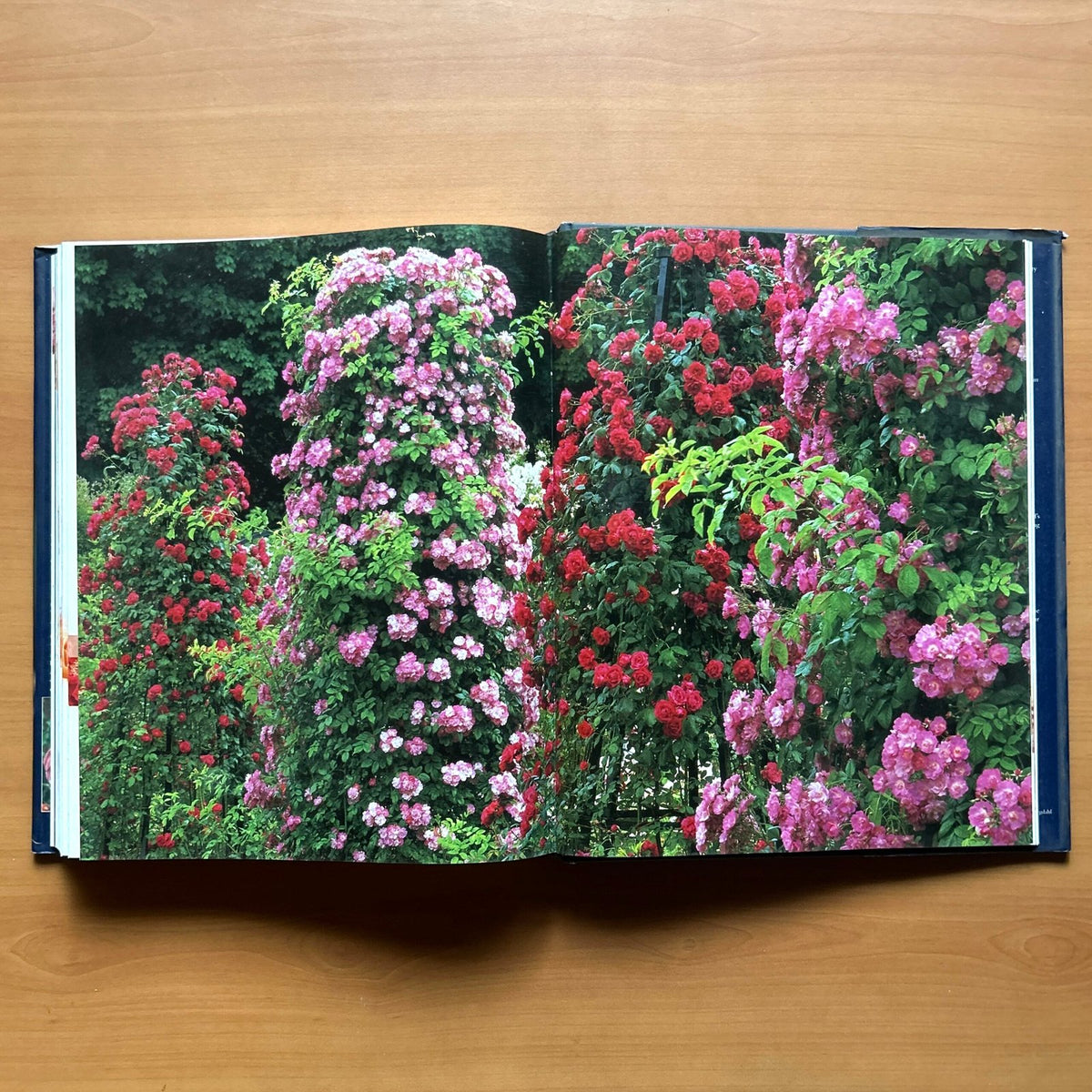 Encyclopedia of Roses  - Charles Quest-Ritson · Brigid Quest-Ritson image 14