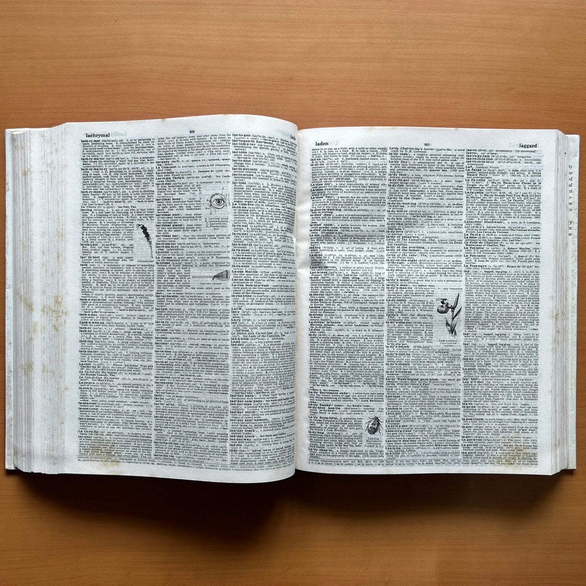 Webster’s Encyclopedic Unabridged Dictionary image 8