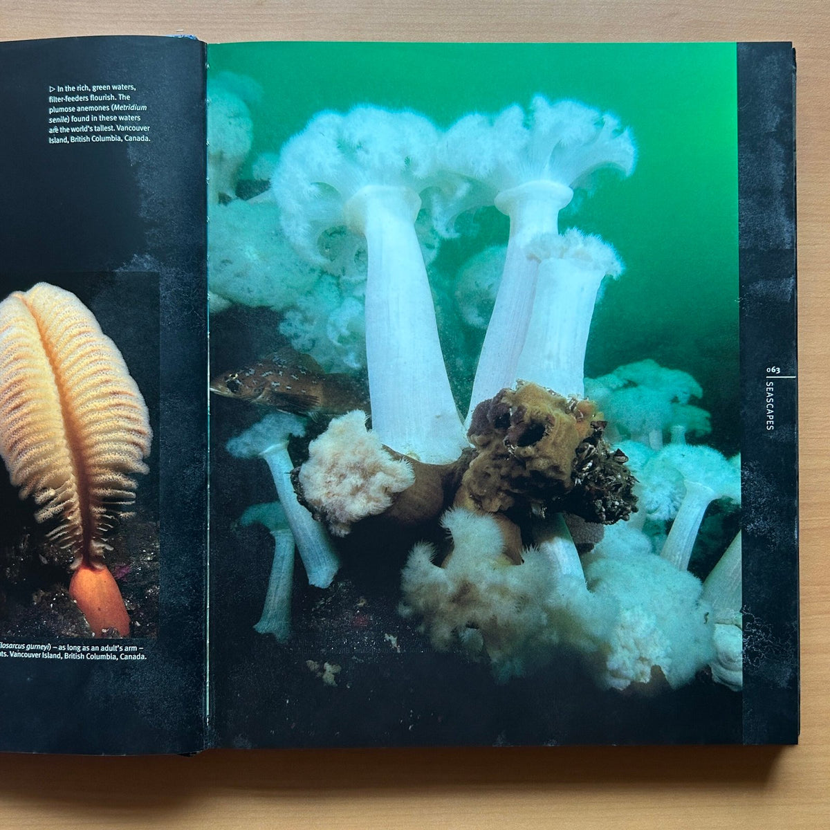 Reef: Exploring the Underwater World image 7