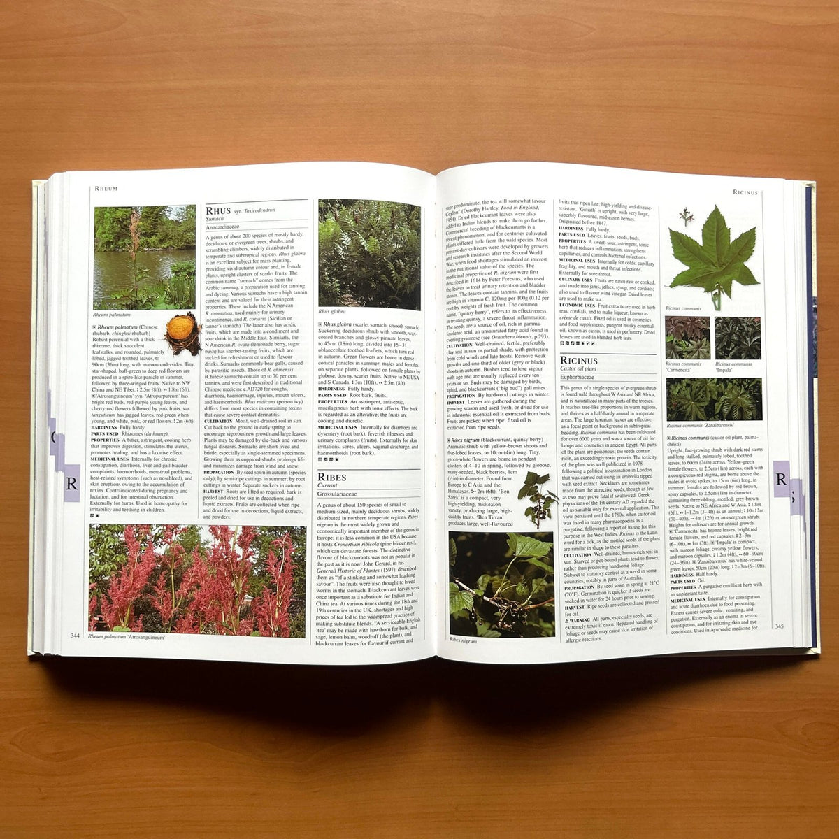 Encyclopedia of Herbs - Deni Bown image 12