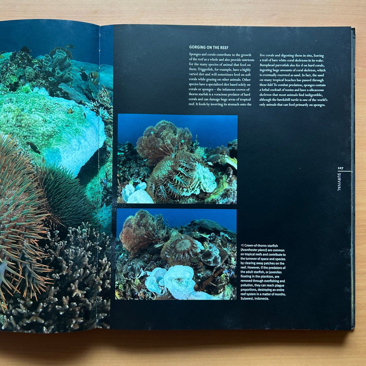 Reef: Exploring the Underwater World image 9