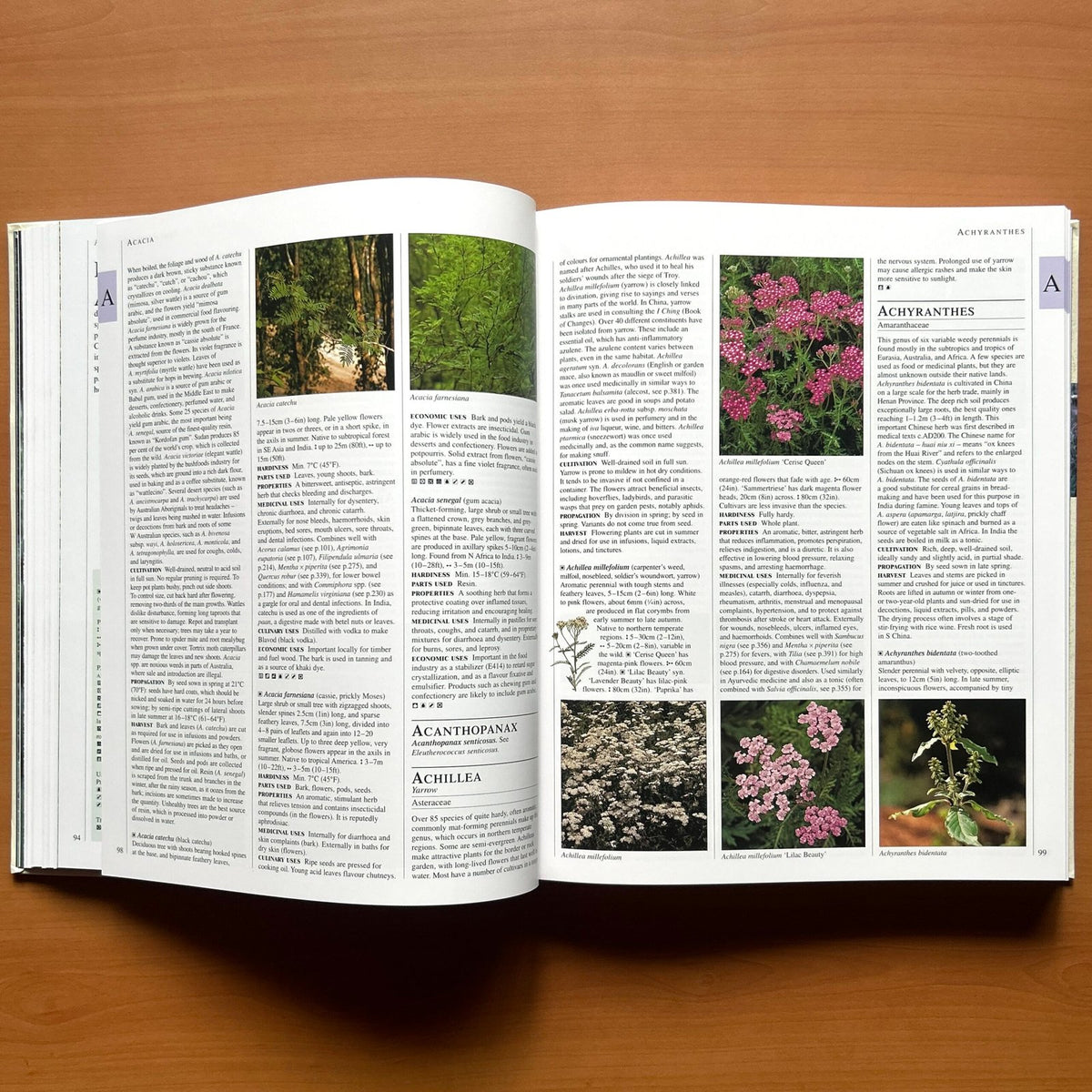 Encyclopedia of Herbs - Deni Bown image 8