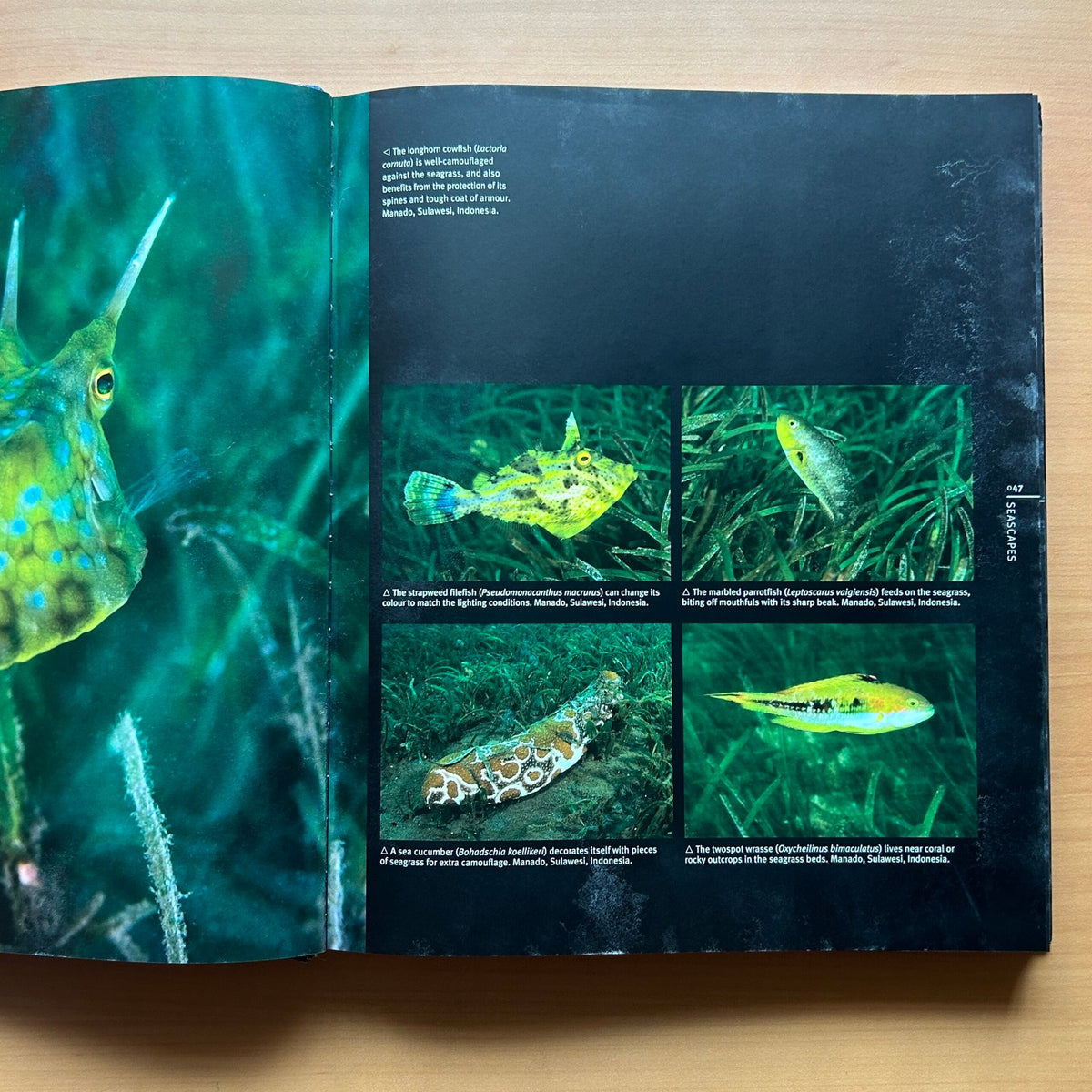 Reef: Exploring the Underwater World image 6