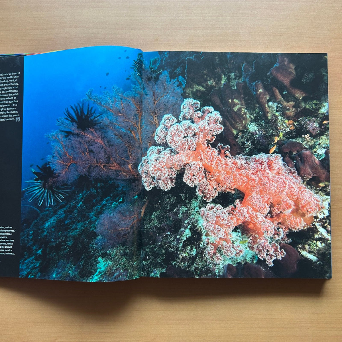 Reef: Exploring the Underwater World image 5