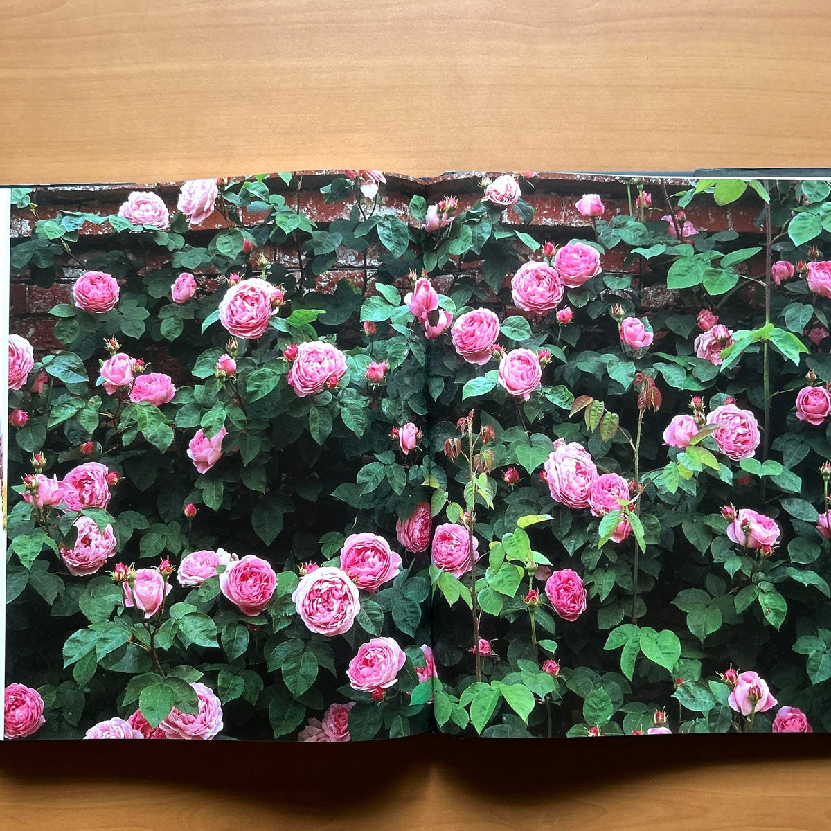 Encyclopedia of Roses  - Charles Quest-Ritson · Brigid Quest-Ritson image 12