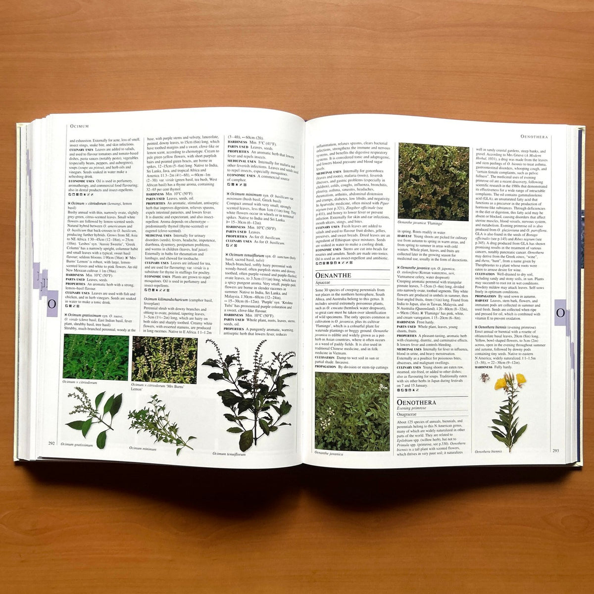 Encyclopedia of Herbs - Deni Bown image 11