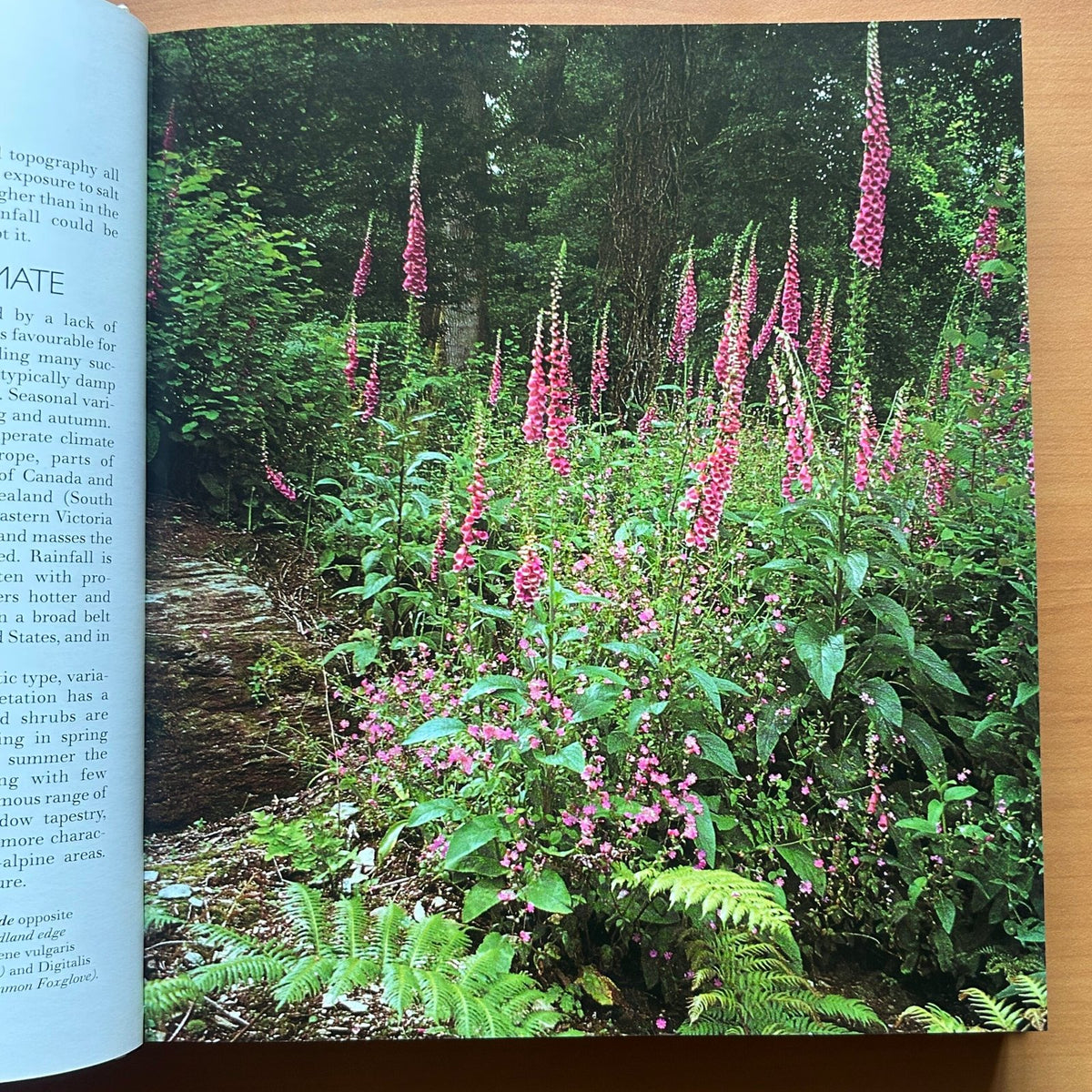 Garden Design - John Brookes image 9