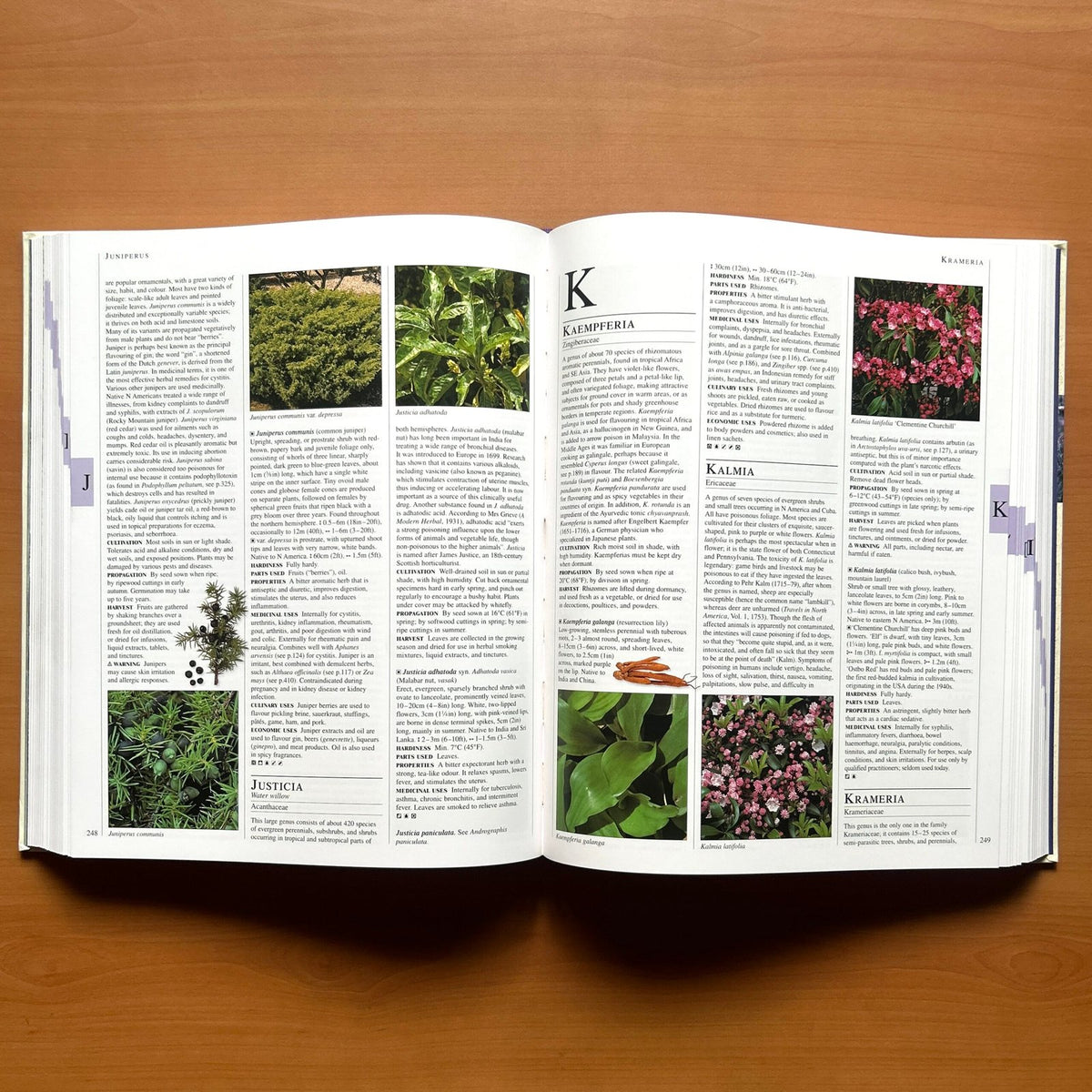 Encyclopedia of Herbs - Deni Bown image 10