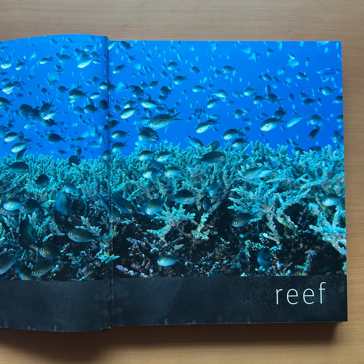 Reef: Exploring the Underwater World image 3