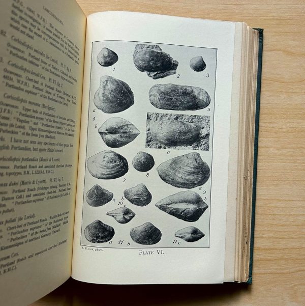 PROCEEDINGS OF THE DORSET NATURAL HISTORY AND ARCHAEOLOGICAL SOCIETY - Image 11
