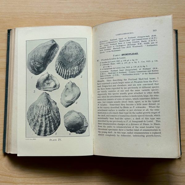 PROCEEDINGS OF THE DORSET NATURAL HISTORY AND ARCHAEOLOGICAL SOCIETY - Image 12
