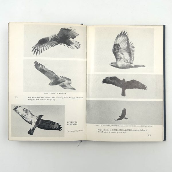Birds of Prey in the Field by Roger Harkness & Colin Murdoch - Image 9